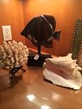 Coral, shell, and fish decor
