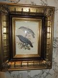 JOHN GOULD BIRD PRINT IN DECORATIVE FRAME (SET OF 4)
