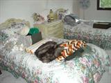Girls Twin Bedroom Set