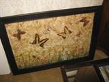 Butterfly Art