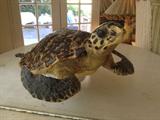 Sea Turtle