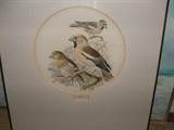 European bird prints. Excellent matting job.