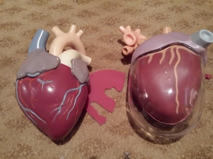 Heart Anatomy 