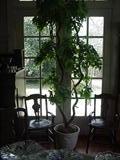 1 of 3 silk plants