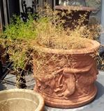 OLD CHERUB CONCRETE PLANTER WITH PLANT