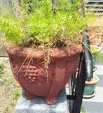OLD BEAUTIFUL CONCRETE PLANTERS WITH PLANTS. WE HAVE A PAIR OF THESE and OTHERS THAT ARE DIFFERENT.