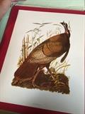 Audubon's Birds of America Portfolio of 16 color engravings
