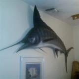 LARGE TAXIDERMY SAIL/SWORD FISH