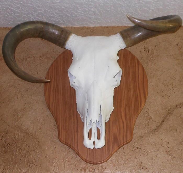 Huge Horned Mounted Cow Scull