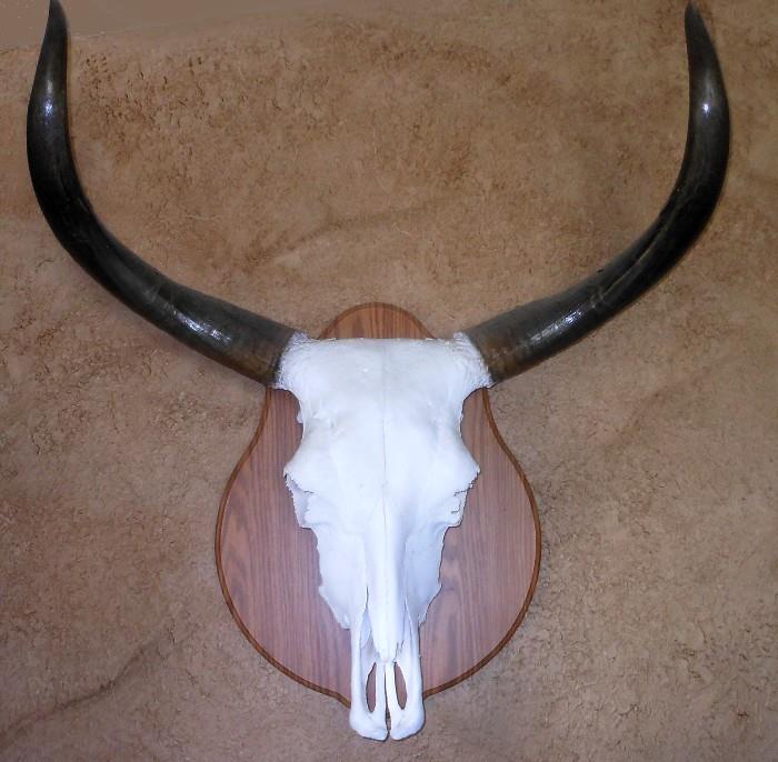 Huge Horned Mounted Cow Scull 