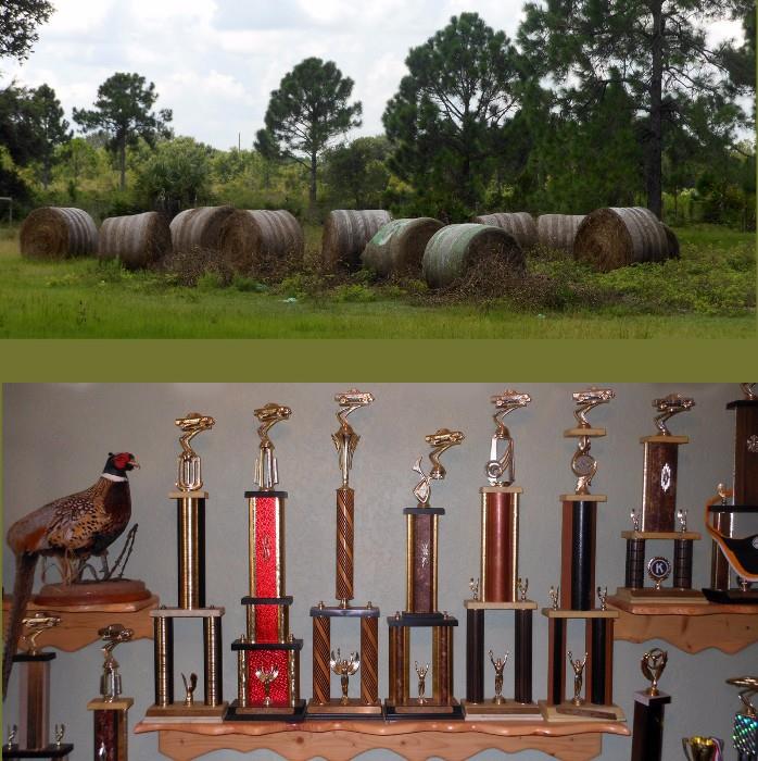 Hay Bales and Racing Trophies with Taxidermy Pheasant 