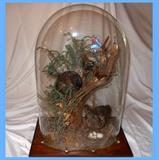 Taxidermy Under Dome, Very Special