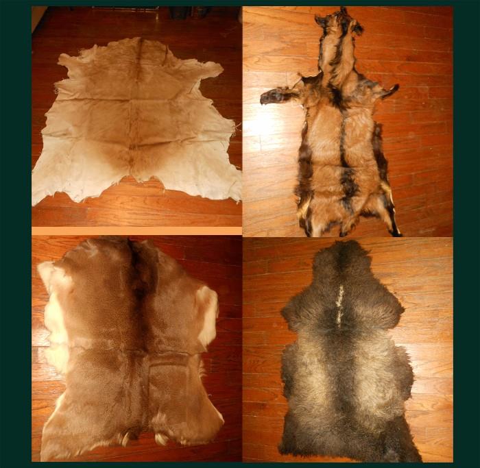 Animal Skins; Lion, Boar?, Deer and showing one of two Sheep skins 