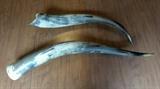 Steer Horns (Real Horns)