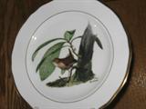 Ray Harm, Noted local painter from Plano, Collection of Bird Plates. Set of 12.
#1: Winter Wren