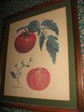 1 of 5 Framed & Matted Prints by Guy Coheleack
#3: Tomato