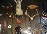 Large collection of antlers, horns & taxidermy