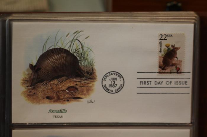 Texas armadillo