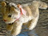 Steiff cat.