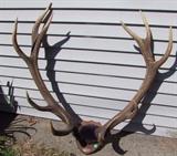 Large Elk rack w/brass tag dated 1909