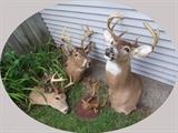 Group of Vintage White Tail Deer Mounts