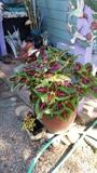 Coleus, Begonias, Cactus and more in pots