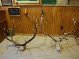 2 sets of Elk Antlers