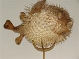 Fossil Blowfish