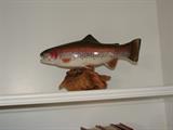 Trout on mounted on Wood