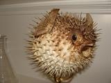 Porcupine Fish