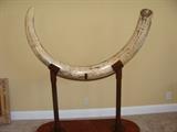 Mastadon Tusk for viewing only after the sale it will be resting and for future viewing at the Vanderbilt Anthropology Dept.
