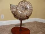 Large Beautiful  Ammonite fossil   seashell appraisal value is at 25K