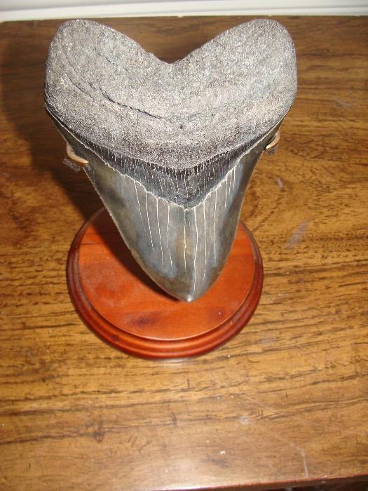 Megalodon Tooth for viewing at the sale 