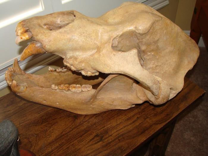Dinosaur Skull for viewing only will be resting and for future viewing at the Vanderbilt Anthropology Dept.
