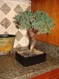 Bonzai Trees