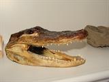 Alligator Head
