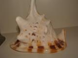 Large Conch Seashell