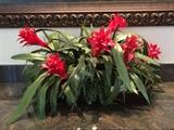 ~ A Bromeliad Planting in Rectangular Wood Bowl
Retail $775.00
Estate $400.00