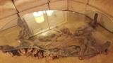 Drift Wood Table Rockies Glass Top