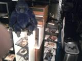DVD'S AND STUFFED FRIEND