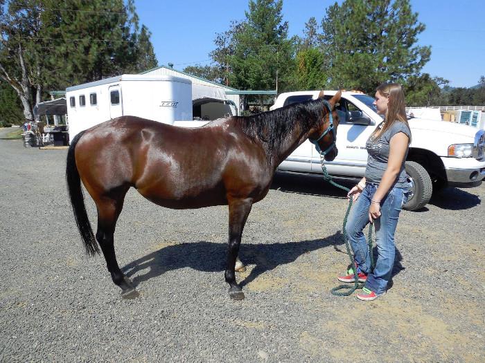 One of the 30 horses from the Sheriff's Seizure. 
