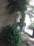 Several live plants; black metal plant stand