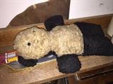 Very old bear
