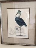 Antique Seabird Lithograph (one of four)