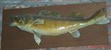 Walleye mount
