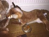 Fabulous stuffed fox