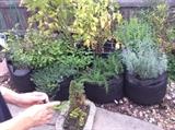 New plants never planted