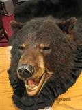 Black bear purchased at Cherokee