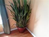 Mature snake plant in ceramic pot