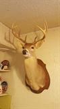 White Tail Deer Trophy Mount
